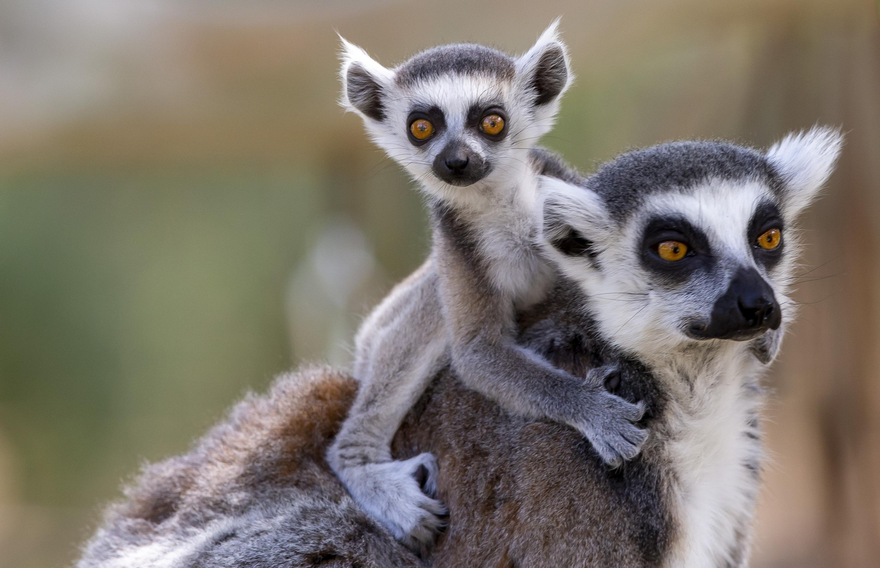 Ring Tailed Lemur Baby